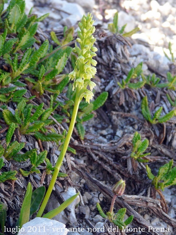 Pseudorchis albida var.tricuspis e Nigritella widderi - Gran Sasso luglio 2017